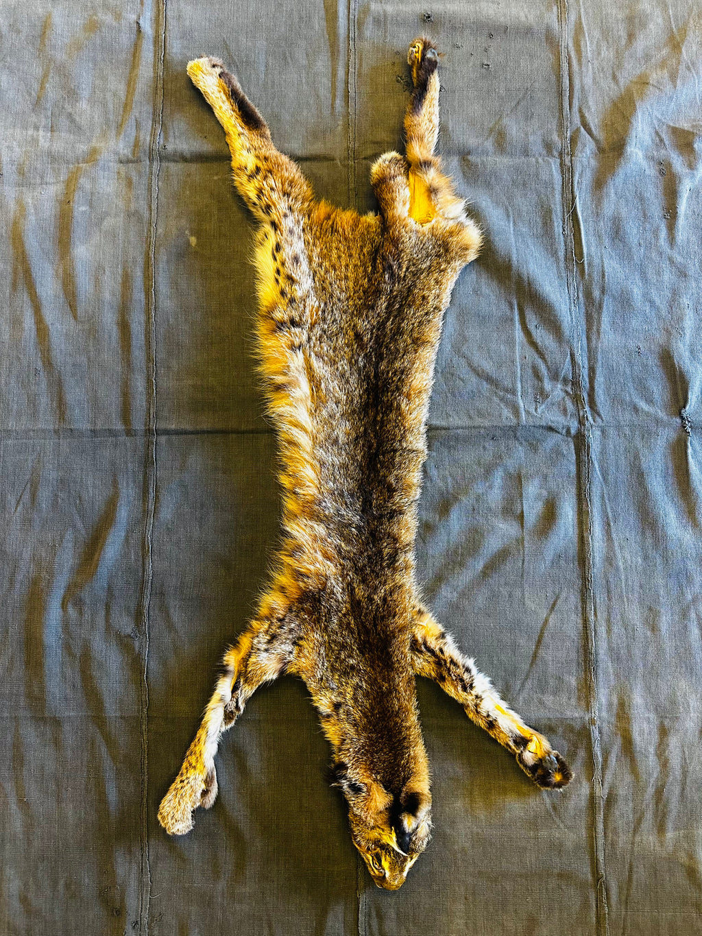 BOBCAT TAXIDERMY