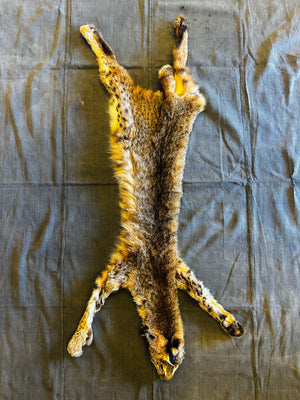 BOBCAT TAXIDERMY