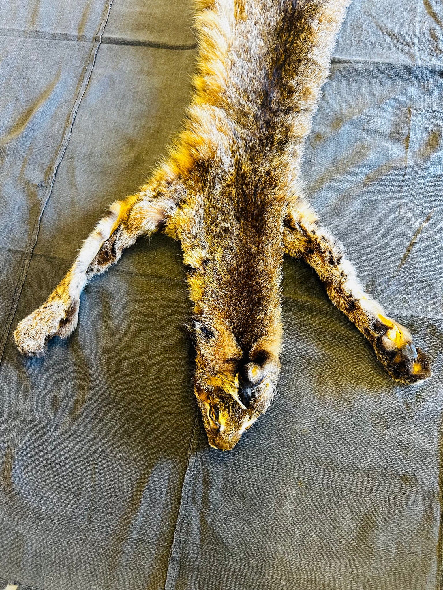 BOBCAT TAXIDERMY