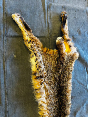 BOBCAT TAXIDERMY