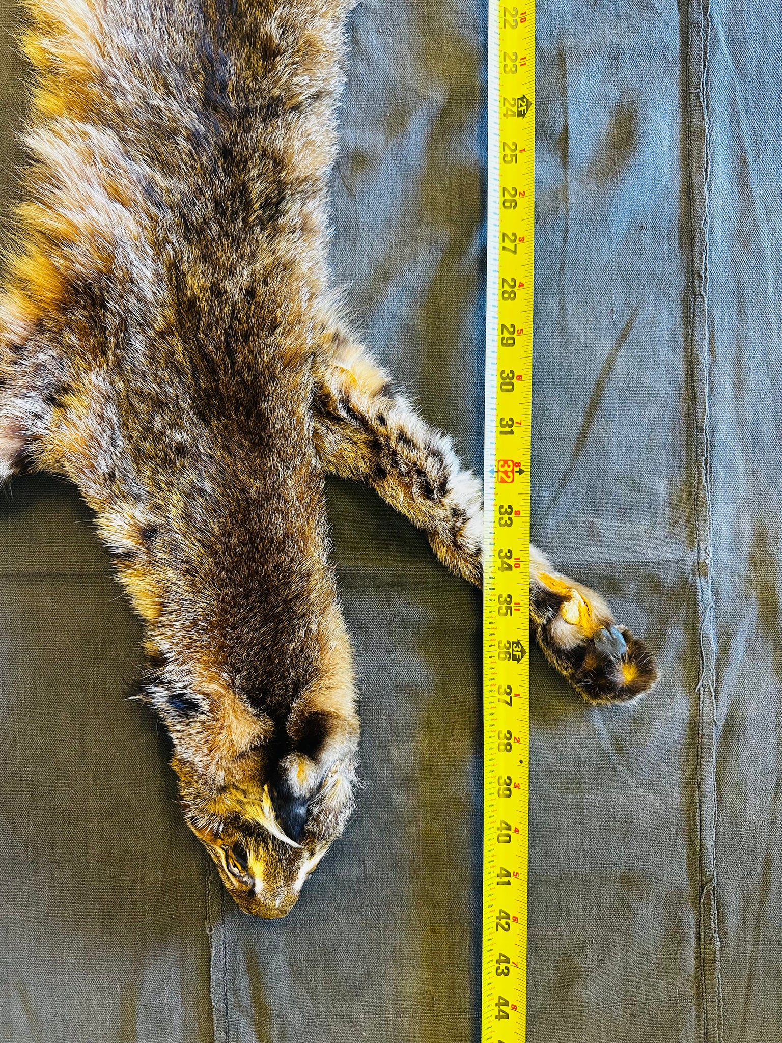 BOBCAT TAXIDERMY