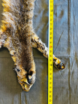BOBCAT TAXIDERMY