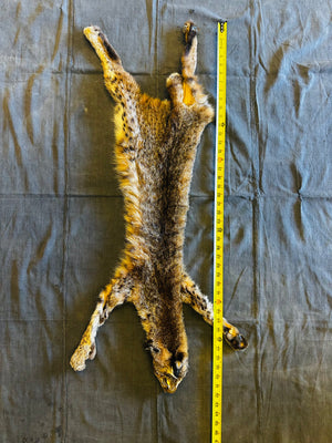 BOBCAT TAXIDERMY