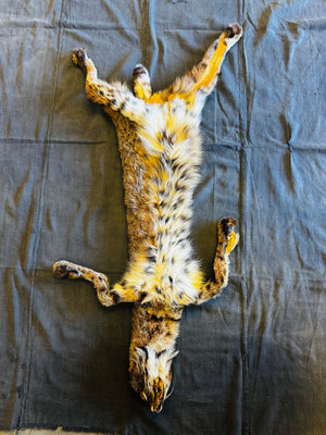 BOBCAT TAXIDERMY