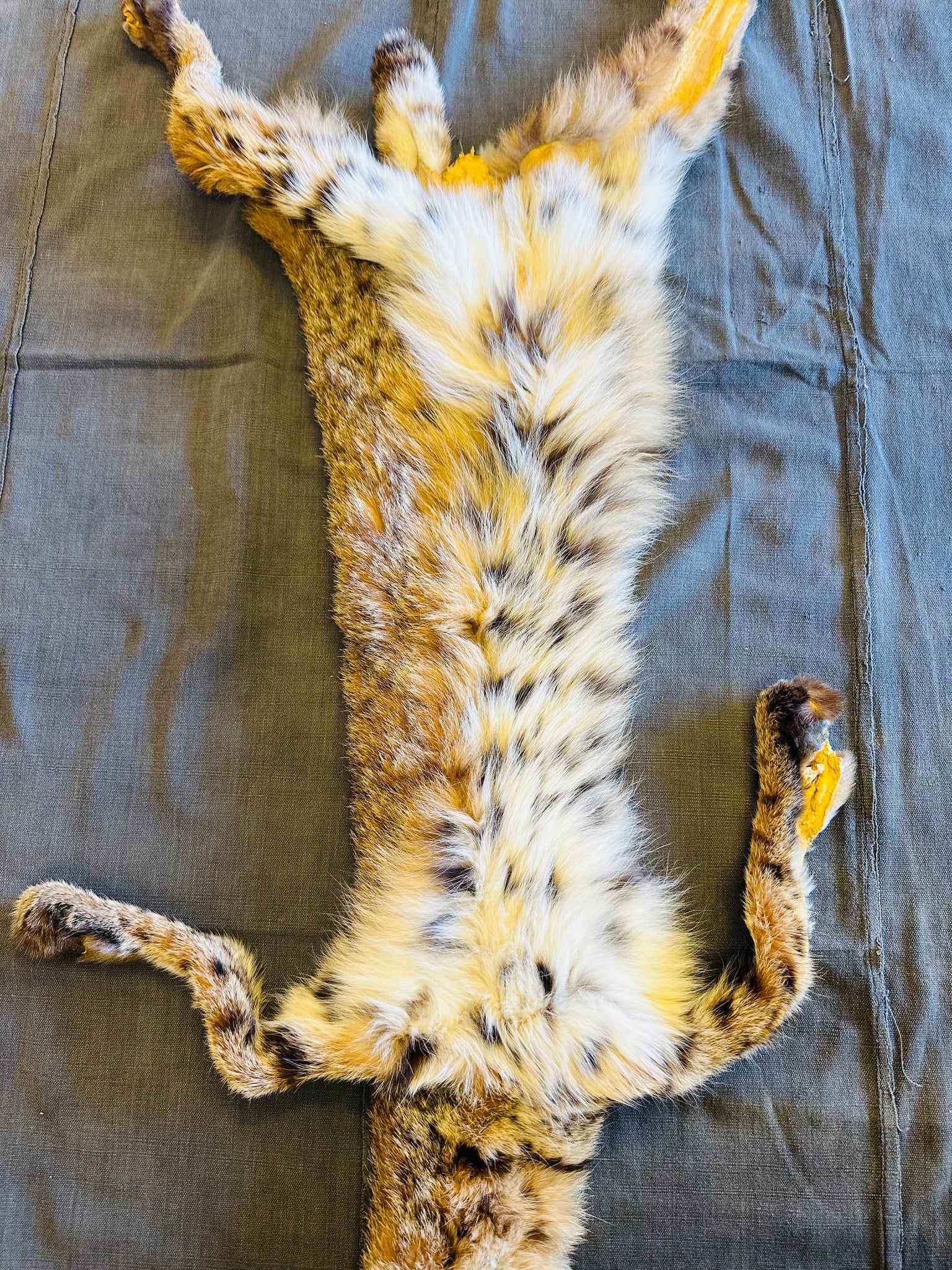 BOBCAT TAXIDERMY